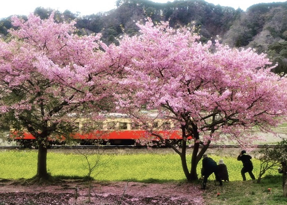 小湊鉄道と河津桜とカメラマンさんと ちばアート祭